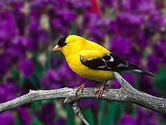 Male American Goldfinch